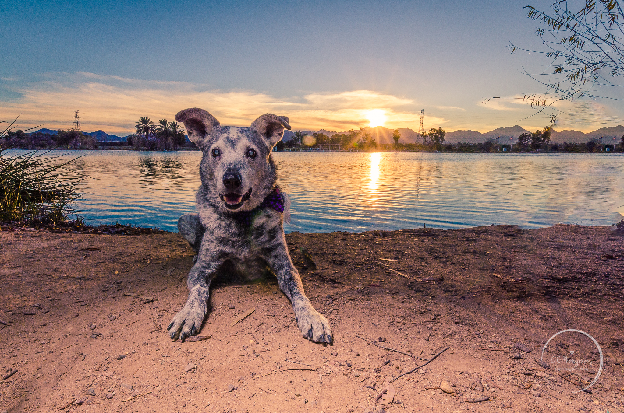 Buddy the dog at the lake