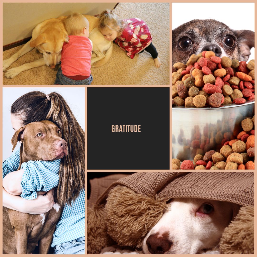 a dog with food, a dog with a blanket, a dog sleeping with two kids and a dog getting a hug. What your dog is grateful for