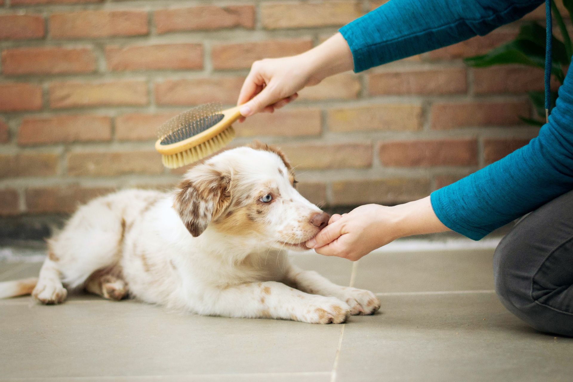 keep your dog groomed to reduce odors and dog hair in your home