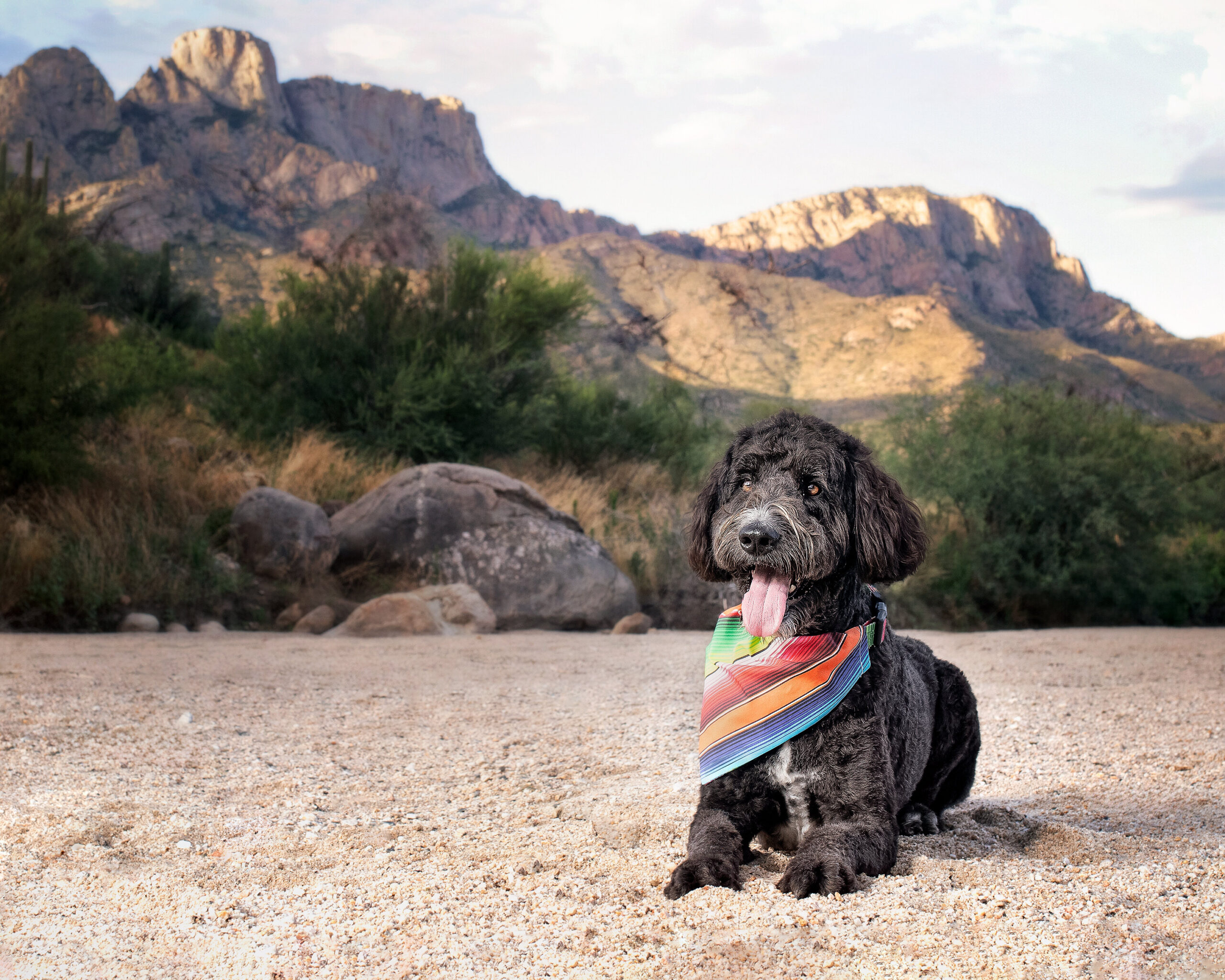 Dog posed outdoors in the desert during sunrise