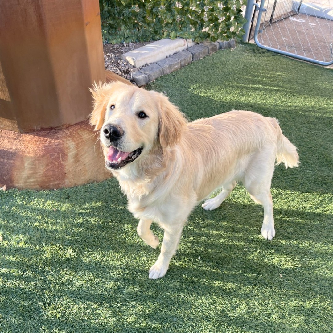 How do you decide who cares for your dog